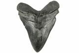 Fossil Megalodon Tooth - South Carolina #185224-1